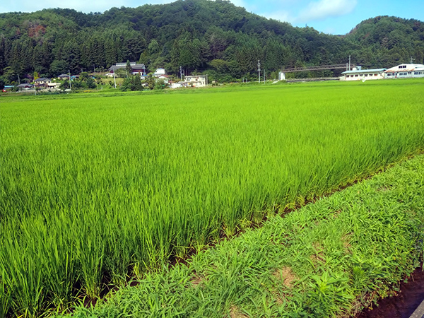 緑豊かな福島県川内村へ • 復興支援 杉田商会 川内村